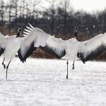 Grues du Japon, Kushiro