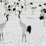 Grues du Japon, Kushiro