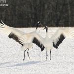 Grues du Japon, Kushiro