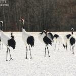 Grues du Japon, Kushiro