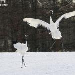 Grues du Japon, Kushiro