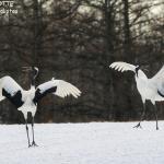 Grues du Japon, Kushiro