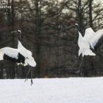 Grues du Japon, Kushiro