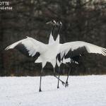 Grues du Japon, Kushiro