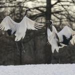 Grues du Japon, Kushiro