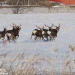 Groupe de cerf sika près de Kushiro