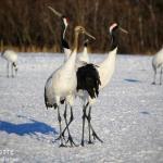 Grue du Japon, jeune et adulte, Kushiro