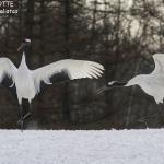 Grues du Japon, Kushiro