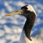 Grue du Japon, Kushiro