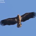 Pygargue à queue blanche, Kushiro