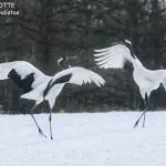 Grues du Japon, Kushiro