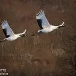 Grues du Japon, Kushiro