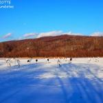 Observatoire des grues du Japon