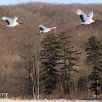 Grues du Japon, Kushiro