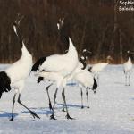 Grues du Japon, Kushiro