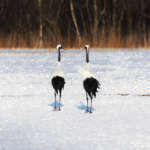 Grues du Japon, Kushiro