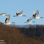 Grues du Japon, Kushiro