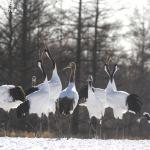Grues du Japon, Kushiro