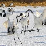 Grues du Japon, Kushiro