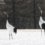 Grues du Japon, Kushiro