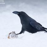 Corbeau à gros bec, port de Rausu