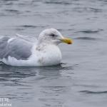 Goéland à ailes grises
