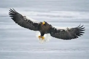 Où voir les oiseaux à hokkaido en hiver ?