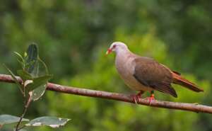 Où voir les oiseaux endémiques de Maurice ?
