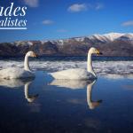 Cygnes chanteurs sur le lac Kussharo