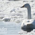 Cygne chanteur