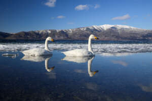 hokkaido akan cygne chanteur-8719