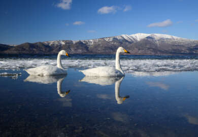 hokkaido akan cygne chanteur-8719