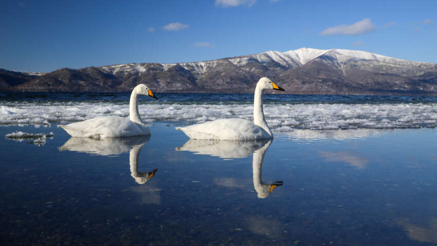 hokkaido akan cygne chanteur-8719
