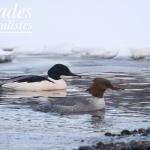 Couple de Harle bièvre, Lac Akan