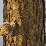 Grimpereau des bois, Lac Akan