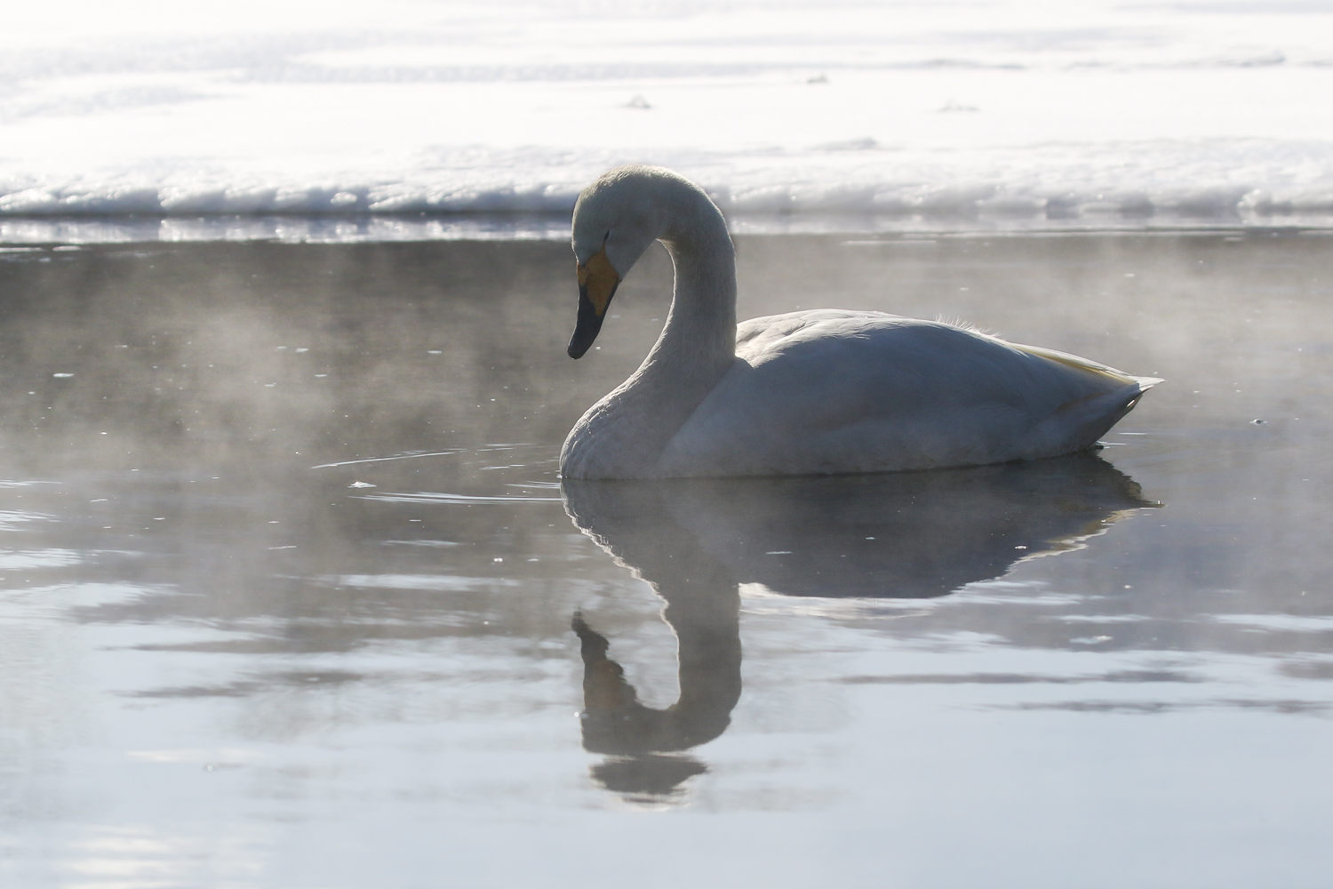 Cygne chanteur Hokkaido