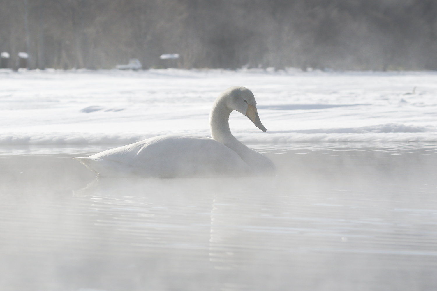 Cygne chanteur Hokkaido