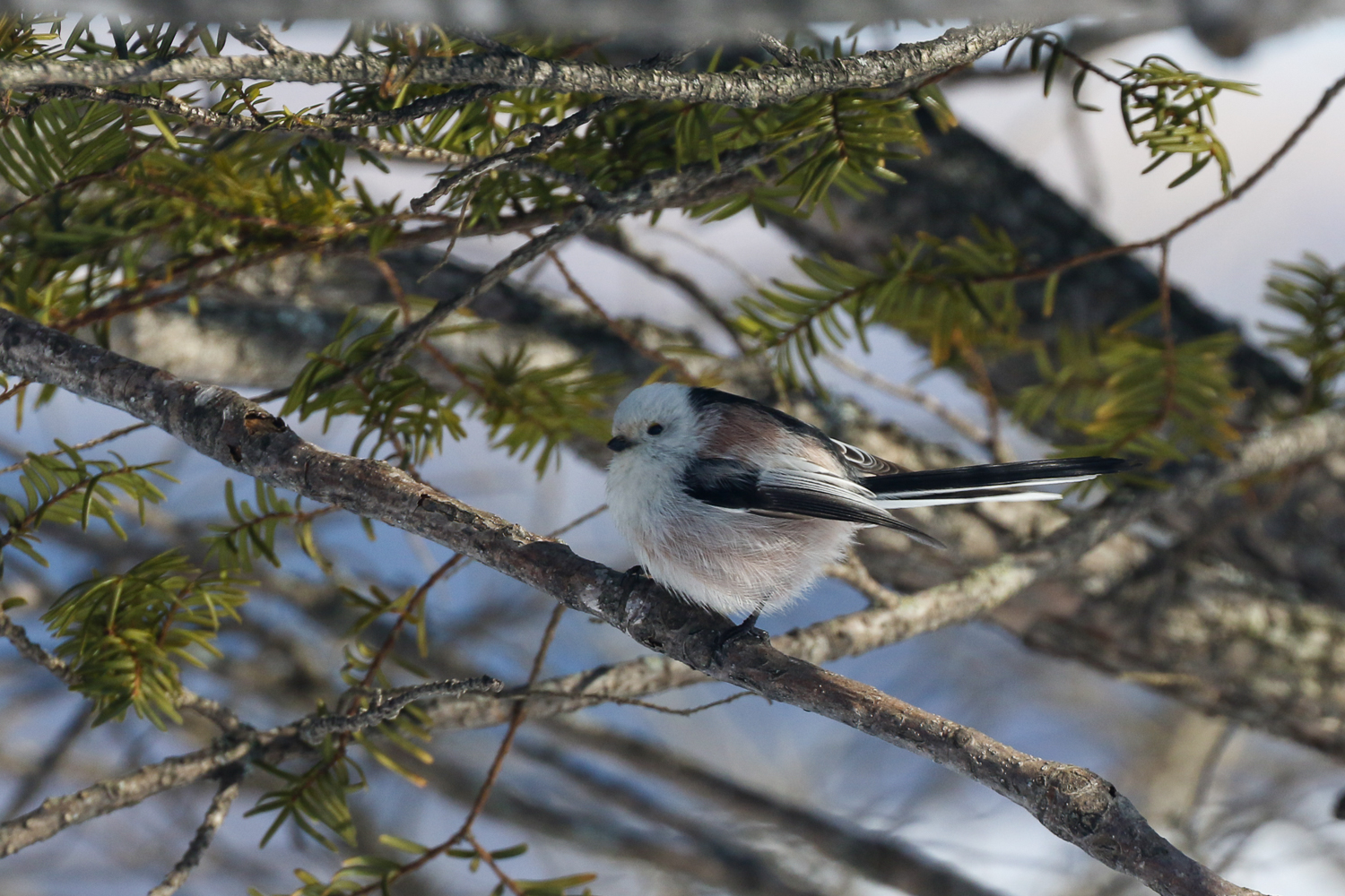Mésange à longue-queue