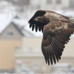 Pygargue à queue blanche, Port de Rausu, Shiretoko