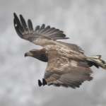 Pygargue à queue blanche, Port de Rausu, Shiretoko