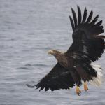 Pygargue à queue blanche, Port de Rausu, Shiretoko