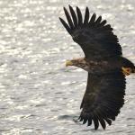 Pygargue à queue blanche, Port de Rausu, Shiretoko