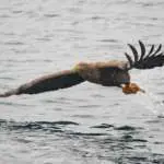 Pygargue à queue blanche, Port de Rausu, Shiretoko