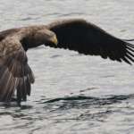Pygargue à queue blanche, Port de Rausu, Shiretoko