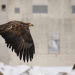 Pygargue à queue blanche, Port de Rausu, Shiretoko