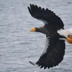 Pygargue de Steller, Port de Rausu, Shiretoko