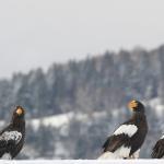 Pygargue de Steller, Port de Rausu, Shiretoko