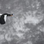 Pygargue de Steller, Port de Rausu, Shiretoko