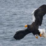 Pygargue de Steller, Port de Rausu, Shiretoko