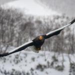 Pygargue de Steller, Port de Rausu, Shiretoko